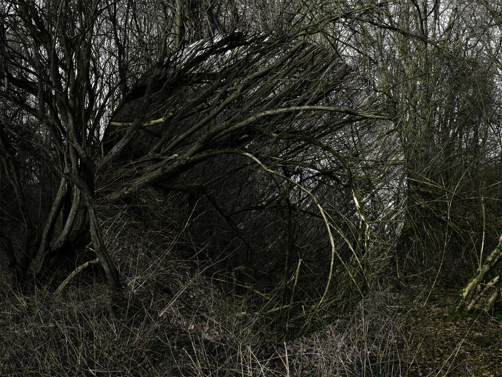 Série Arbor n° 2a, photographie Jean pierre Morcrette
