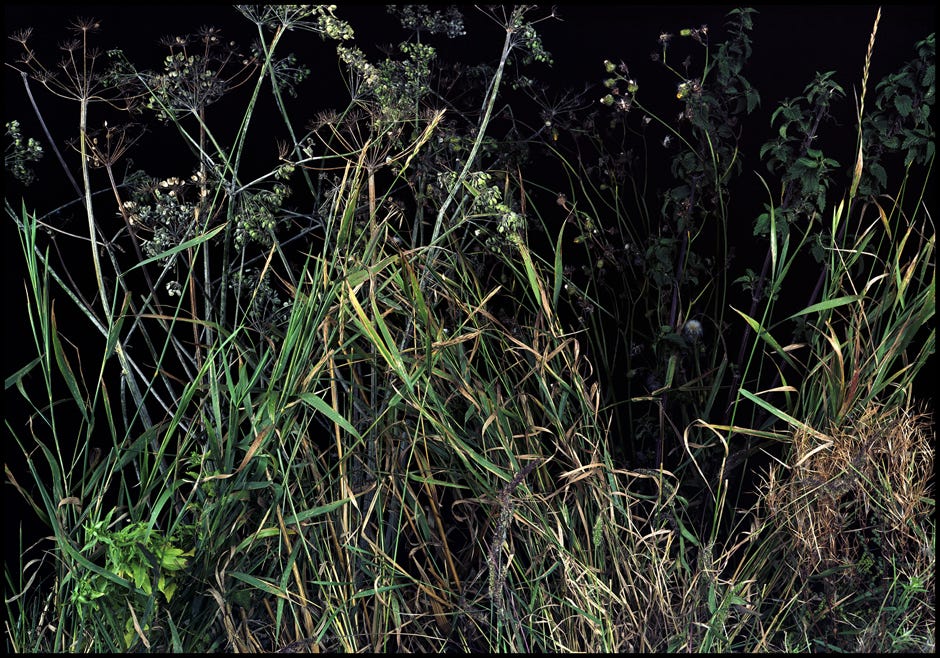 Série d'après nature, Jean pierre Morcrette