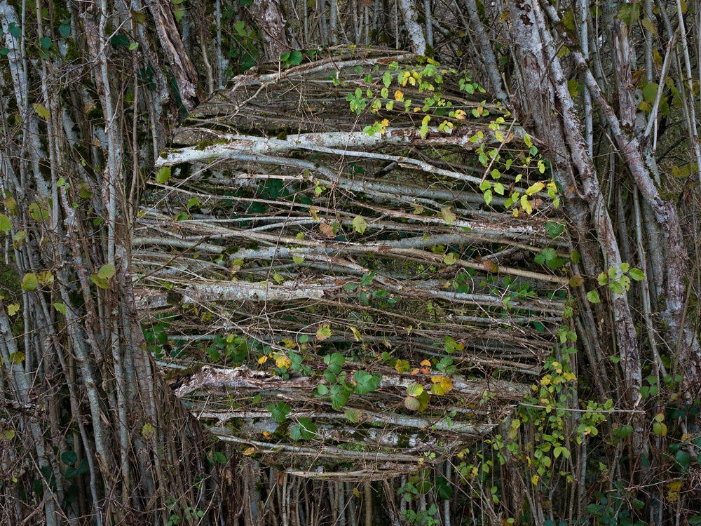 Série Arbor n° 7b, photographie Jean pierre Morcrette