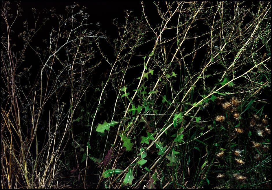 Série d'après nature, Jean pierre Morcrette