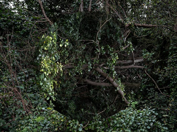 Série Arbor n° 5, photographie Jean pierre Morcrette