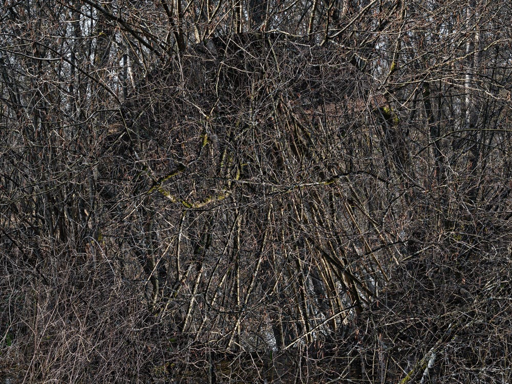 Série Arbor n° 12c, photographie Jean pierre Morcrette