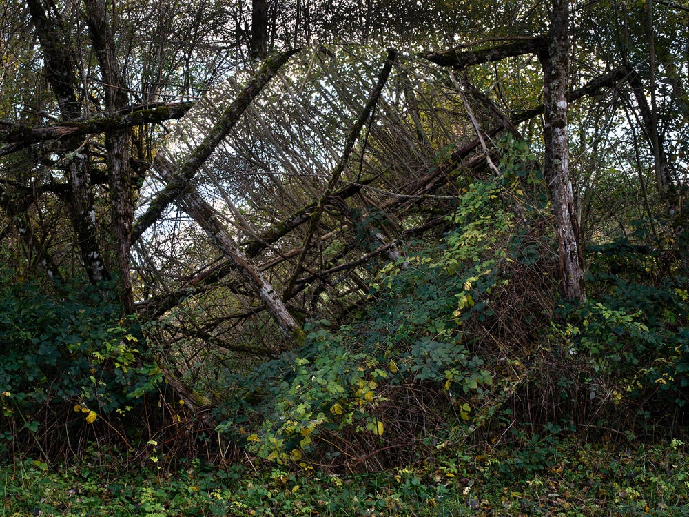 Série Arbor n° 3a, photographie Jean pierre Morcrette