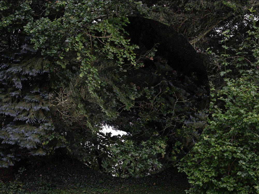 Série Arbor n° 4b, photographie Jean pierre Morcrette
