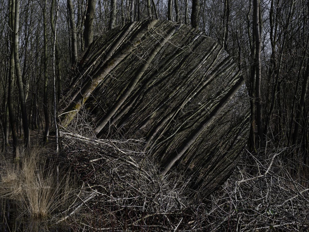 Série Arbor n° 6a, photographie Jean pierre Morcrette
