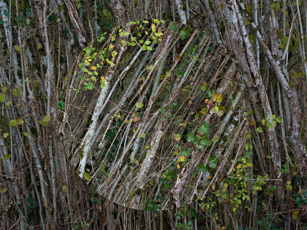 Série Arbor n° 7a, photographie Jean pierre Morcrette