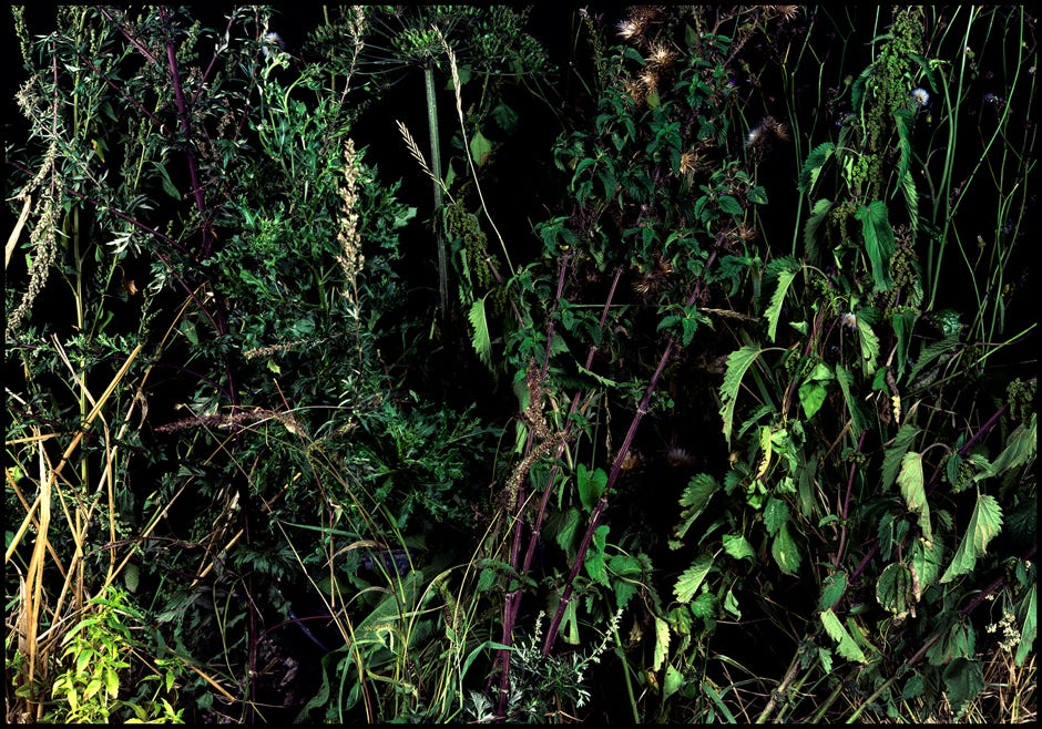 Série d'après nature, Jean pierre Morcrette