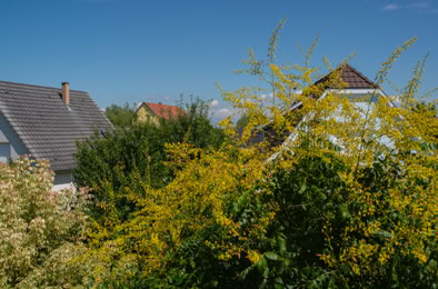 La Wantzenau, Bas-Rhin, Grand Est, France, 2017