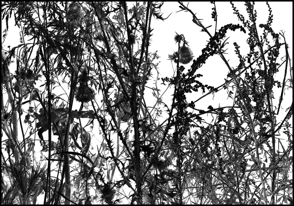 Série d'après nature, Jean pierre Morcrette