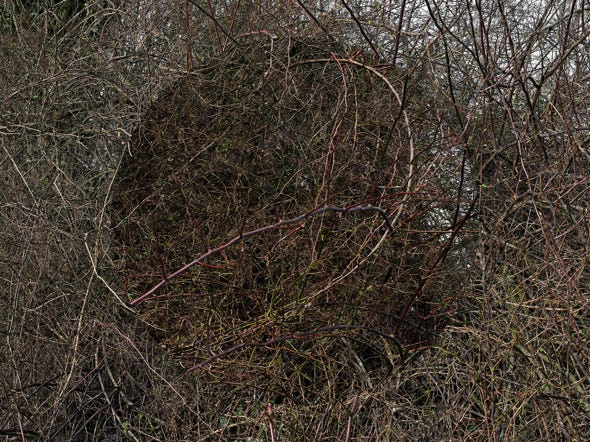 Série Arbor n° 1, photographie Jean pierre Morcrette