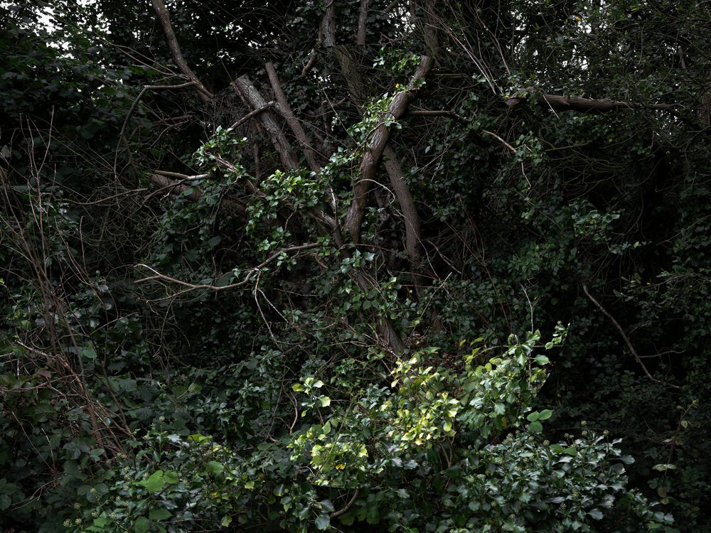 Série Arbor n° 5c, photographie Jean pierre Morcrette