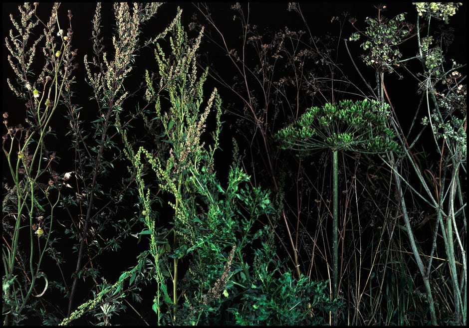 Série d'après nature, Jean pierre Morcrette