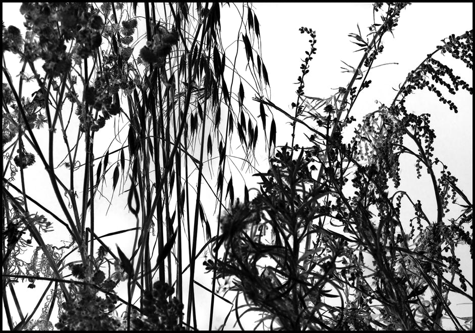 Série d'après nature, Jean pierre Morcrette