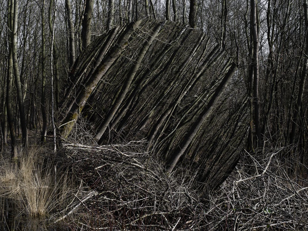 Série Arbor n° 11c, photographie Jean pierre Morcrette