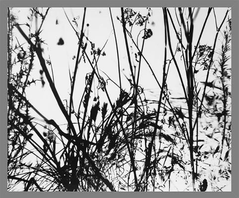 Série herbeuse, photographies Jean pierre Morcrette