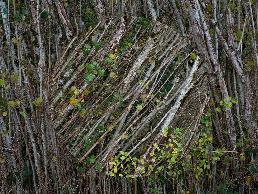 Série Arbor n° 7c, photographie Jean pierre Morcrette