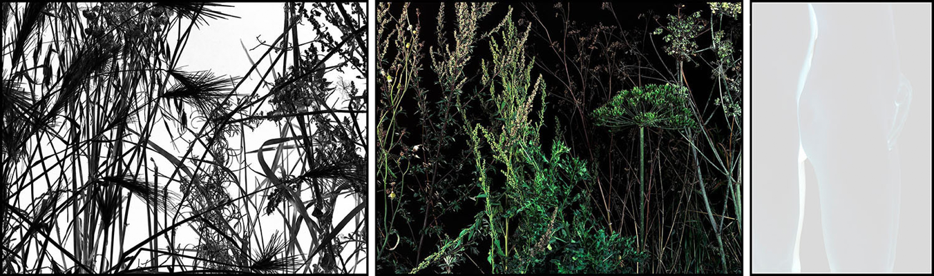 Voir Série d'après nature