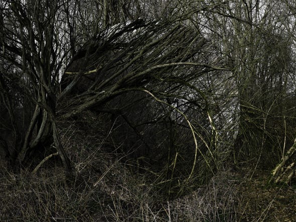 Série Arbor n° 2, photographie Jean pierre Morcrette