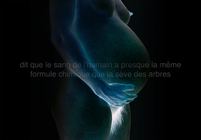 Série métaphysiquée - dit que le sang de l'humain a presque la même formule chimique que la sève des arbres, photographie de Jean pierre Morcrette. Photo en négatif couleur d'une femme nue enceinte, la main posé sur le ventre, au dessus des poils pubiens. Le fond est noir. Deux lignes de texte sont visibles en surimpression au centre de l’image : dit que le sang de l'humain a presque la même formule chimique que la sève des arbres