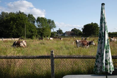 Vue de la fenêtre, La Haye-de-Routot, Eure, 2024, photographie Jean pierre Morcrette