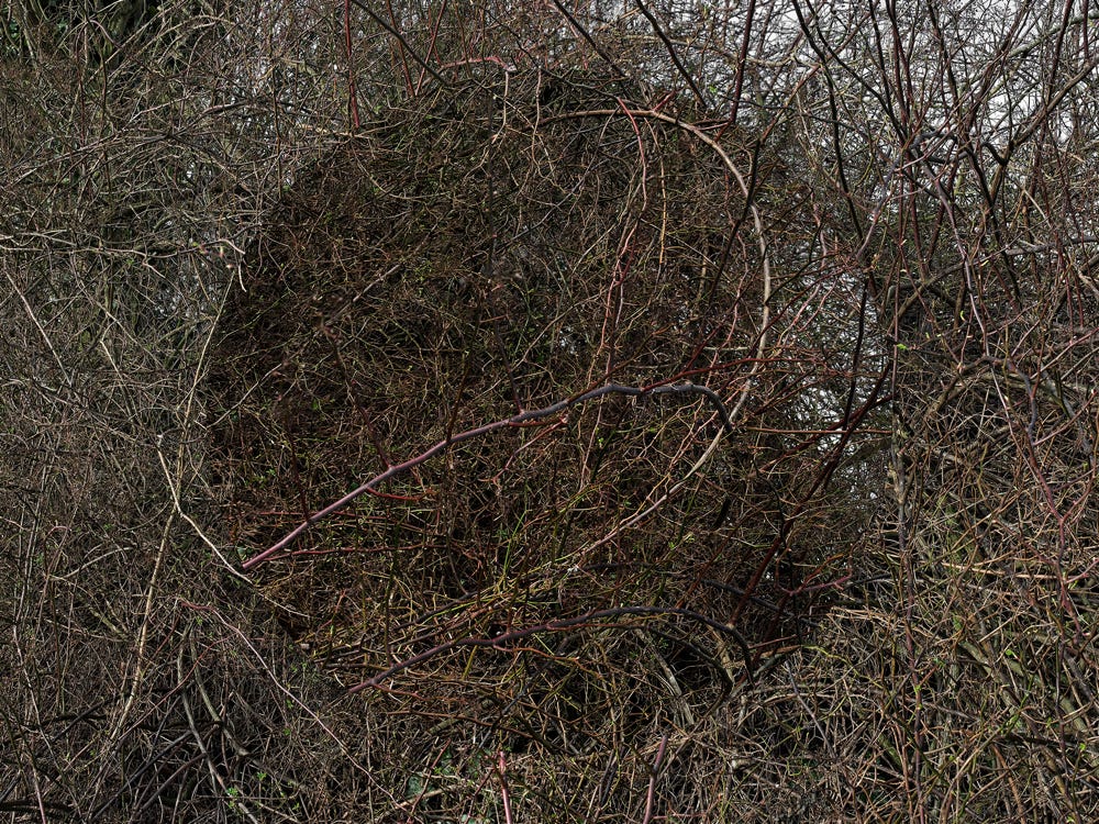 Série Arbor n° 1b, photographie Jean pierre Morcrette