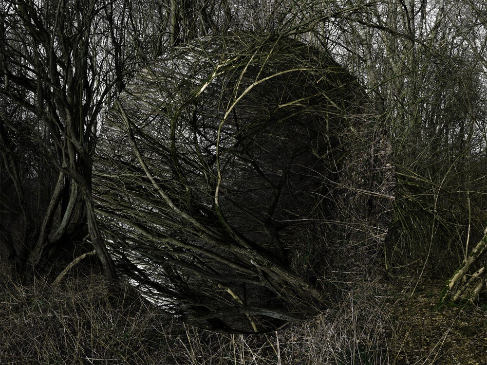 Série Arbor n° 2b, photographie Jean pierre Morcrette
