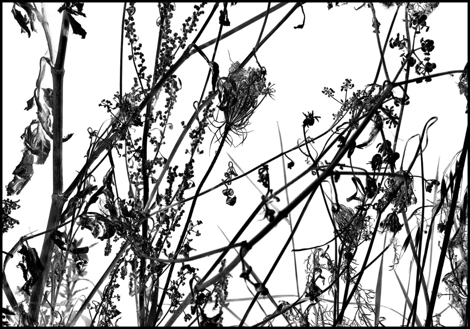 Série d'après nature, Jean pierre Morcrette