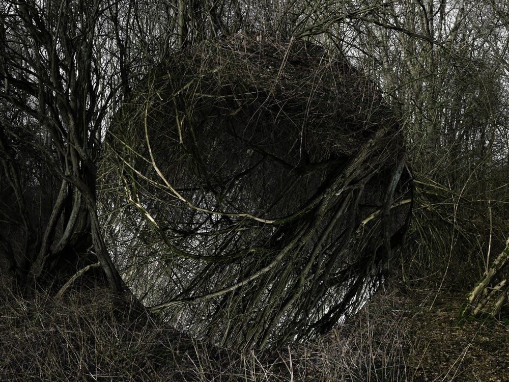 Série Arbor n° 2c, photographie Jean pierre Morcrette