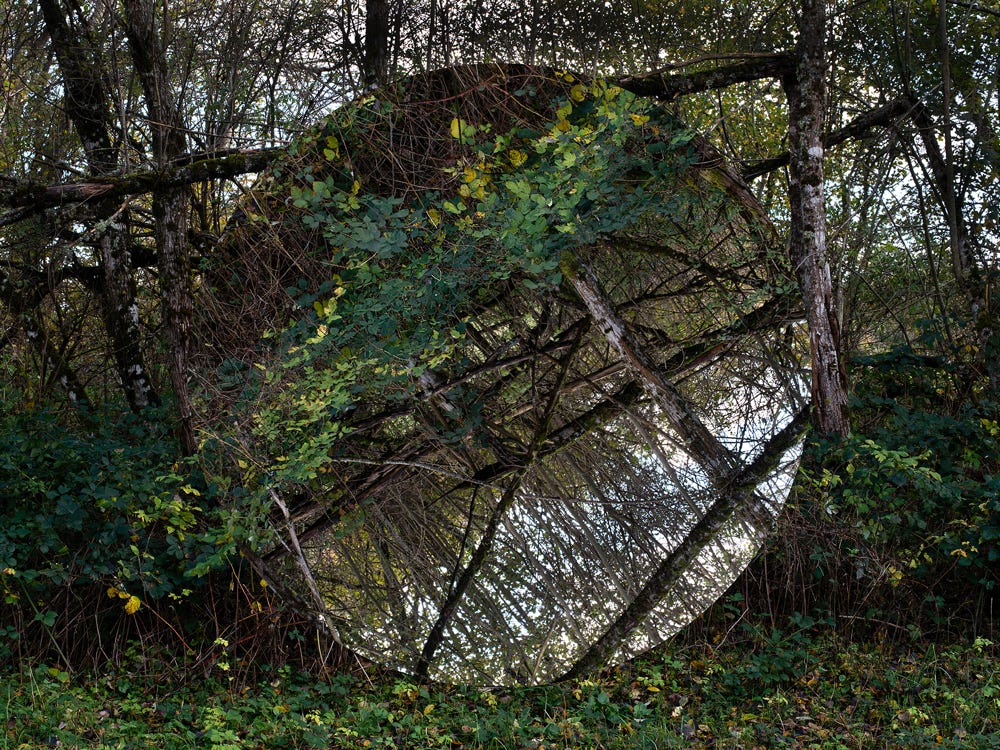 Série Arbor n° 3c, photographie Jean pierre Morcrette