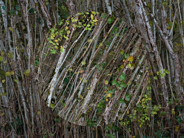 Série Arbor n° 7, photographie Jean pierre Morcrette
