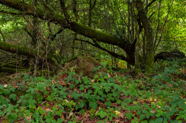 v Blond, Haute Vienne, France, 2009, photographie Jean pierre Morcrette