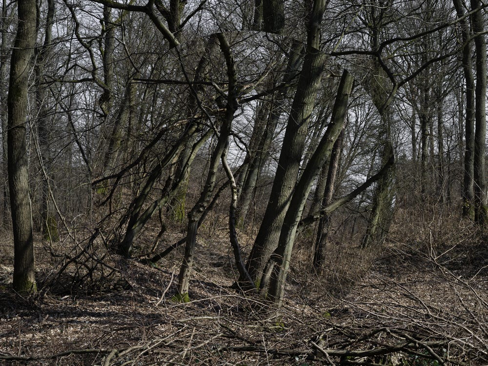 Série Arbor n° 10c, photographie Jean pierre Morcrette