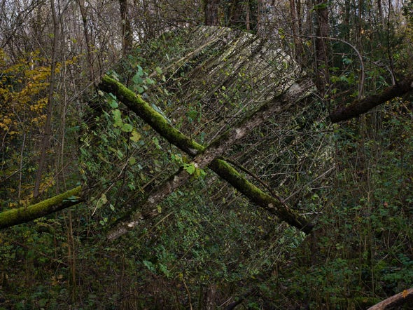 Série Arbor n° 8, photographie Jean pierre Morcrette
