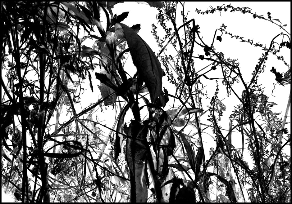 Série d'après nature, Jean pierre Morcrette