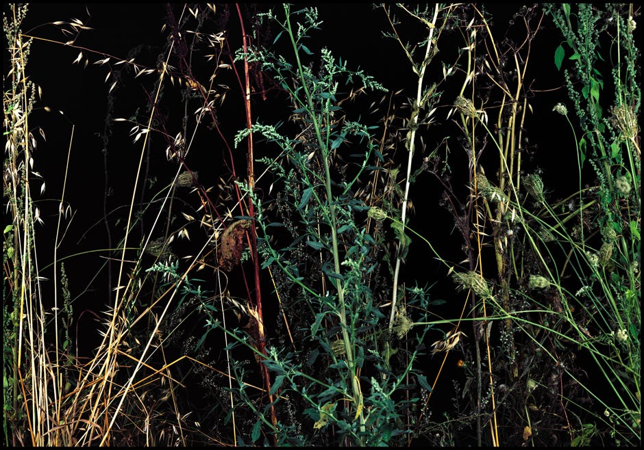 Série d'après nature, Jean pierre Morcrette
