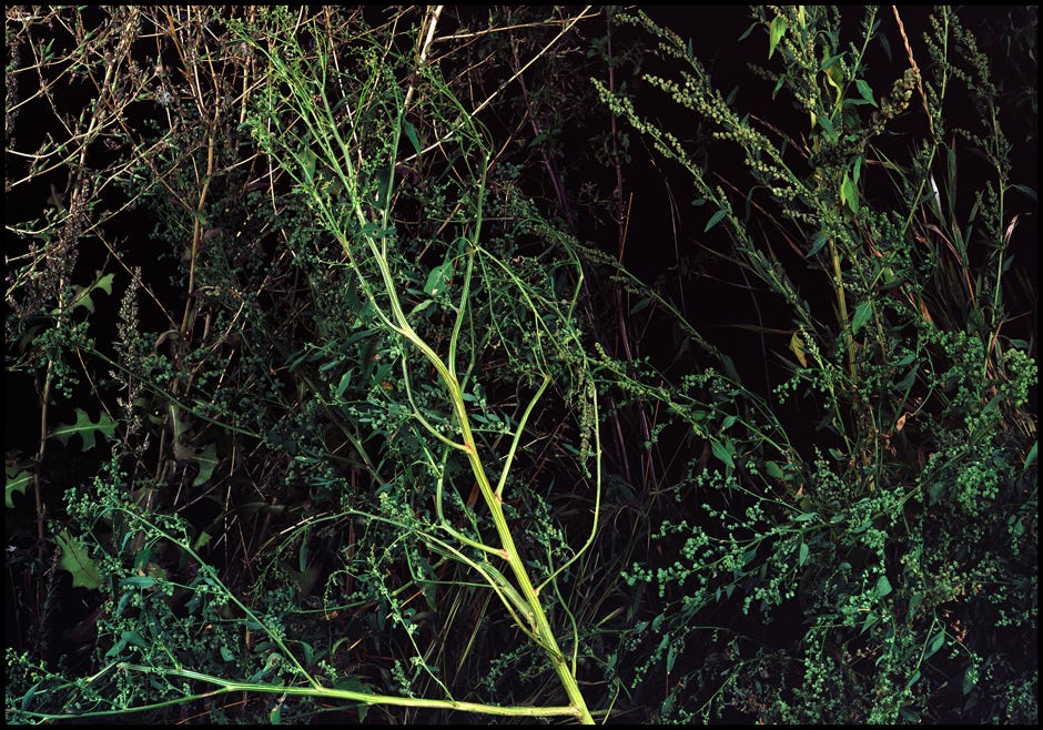 Série d'après nature, Jean pierre Morcrette